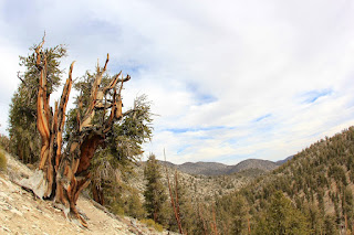 The Ancient Bristlecone Pine Forest
