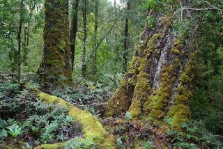 Tarkine Rainforest