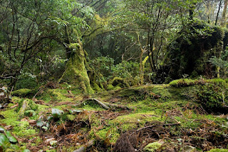 Yakushima Forest
