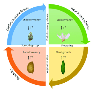 plants life cycle