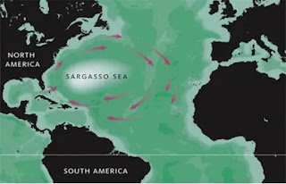 The Sargasso Sea: A Sea Without Shores