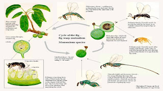 The Fascinating Symbiosis of Figs and Wasps