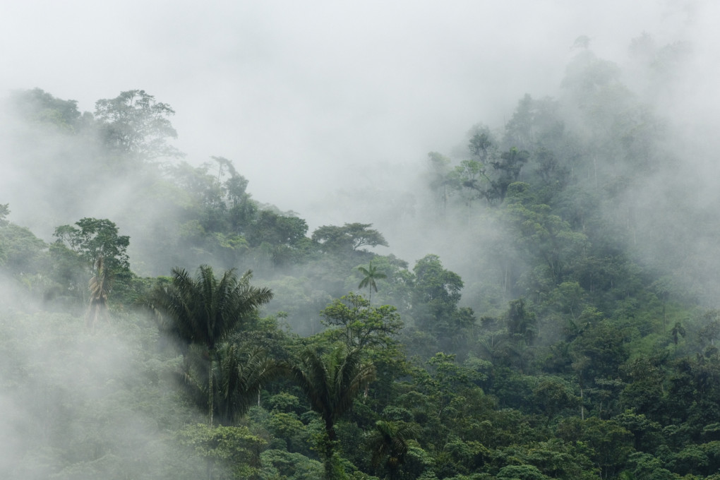 Misty rainforest with dense foliage.