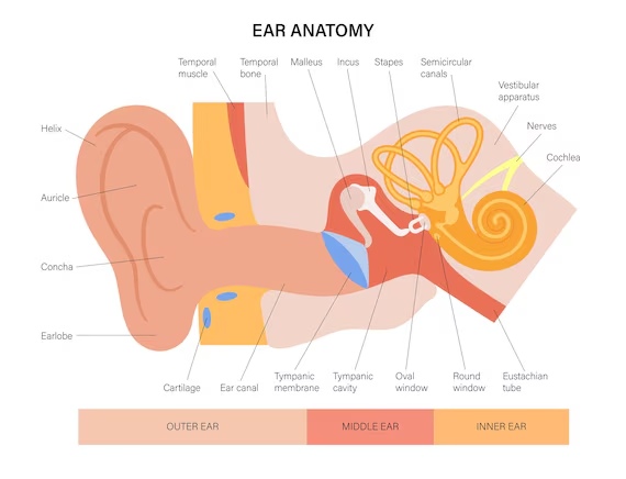 Labeled cross-section diagram of human ear anatomy showing outer ear, middle ear with malleus incus and stapes, inner ear cochlea, and the Eustachian tube responsible for pressure equalization on planes
