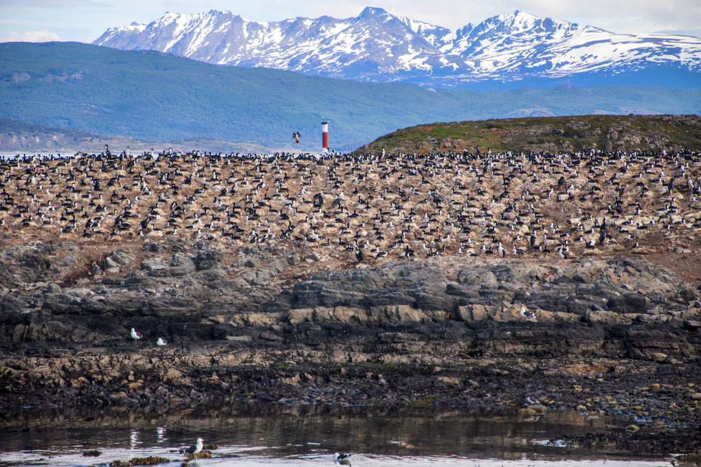 Large cormorant colony nesting on rocky island in the Beagle Channel near Ushuaia, Tierra del Fuego, with snow-capped Andes mountains and a red-and-white lighthouse in the background.